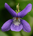 Dog Violet (Viola canina)