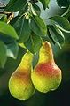 Thumbnail for version as of 04:17, 24 April 2009