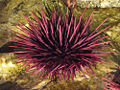 Purple sea urchin (Strongylocentrotus purpuratus) Order: Echinoida