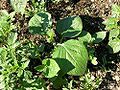 Soya Bean (Glycine max)
