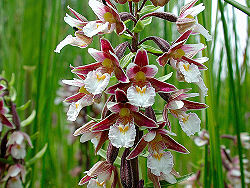 Helleborine2.jpg