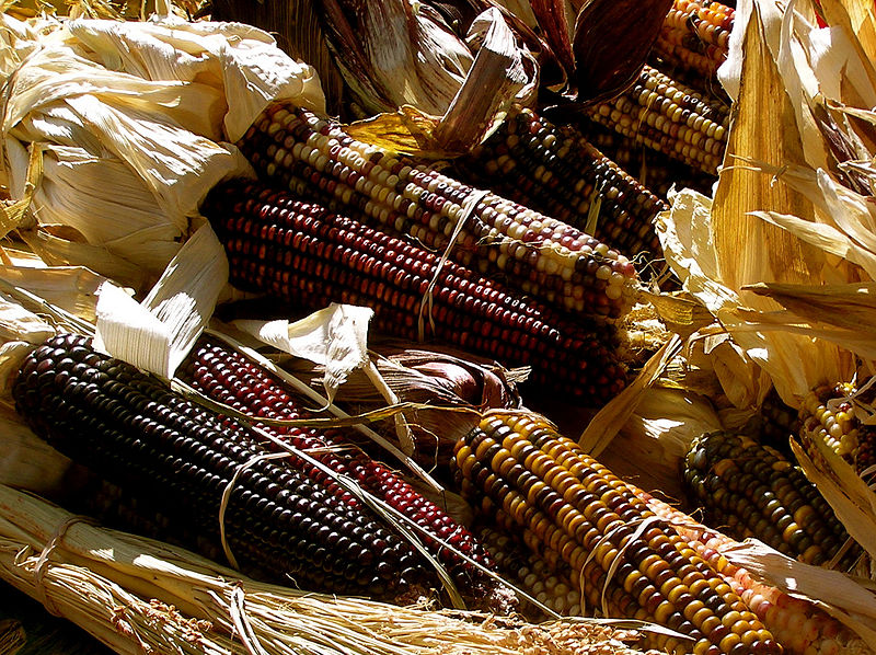 File:Maize1.jpg