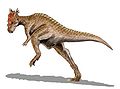 Pachycephalosaur (Dracorex hogwartsia) Family: Pachycephalosauridae
