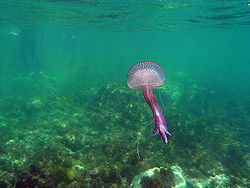 Pelagia noctiluca.jpg