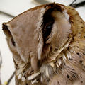Oriental Bay Owl (P. Badius) Genus: Phodilus