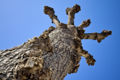 Trunk of a Bare Poplar