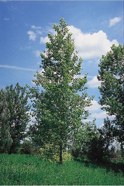 File:Quaking Aspen (Populus tremuloides).jpg