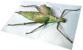 Malayan jungle nymph (Heteropteryx dilatata)