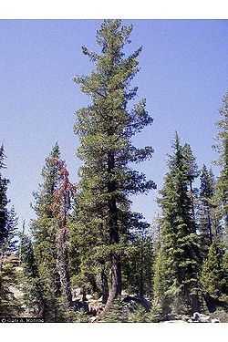 Western white pine.jpg