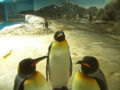 Emporer Penguin (Aptenodytes forsteri)