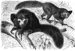 Aye-Aye (Chiromys madagascariensis).png