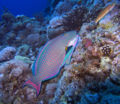 Bicolour parrotfish