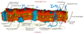 Thumbnail for version as of 03:21, 10 August 2009