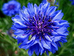 Cornflower.jpg