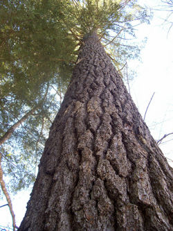 E white pine.jpg