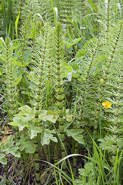 Field horsetail 1.jpg