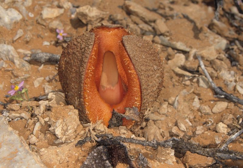 File:Hydnora africana.jpg