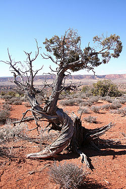 Junipertree.jpg