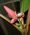 Bordelon Banana (Musa bordelon) Species: Musa bordelon