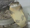 King cobra (Ophiophagus hannah) Family: Elapidae