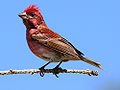 Purple finch (Carpodacus purpureus) Genus:Carpodacus