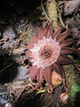 R. lowii Genus:Rhizanthes