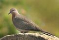 Laughing Dove (Streptopelia senegalensis)