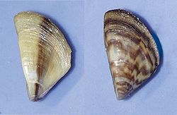 Zebra mussel.jpg