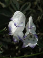 (Aconitum cammarum) A natural hybrid of Aconitum