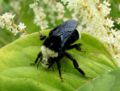 Bumble Bee (Bombus vosnesenskii) Class: Insecta