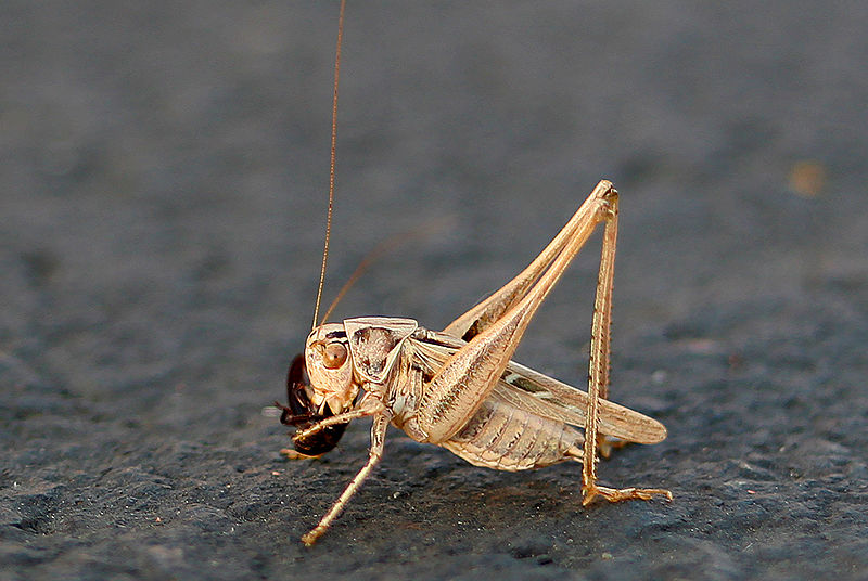 File:Crickets.jpg