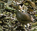 Great Tinamou (Tinamus major) Order: Tinamiformes