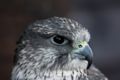Gyrfalcon (Falco rusticolus)