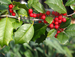 Holly Ilex.jpg
