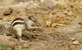 Northern Palm Squirrel (Funambulus pennantii) Genus: Funambulus