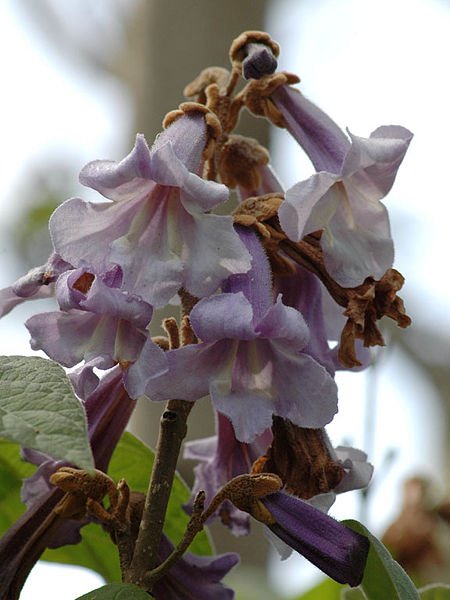 File:Princess Tree Flowers.jpg