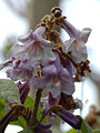 Flowers (Paulownia Tomentosa)
