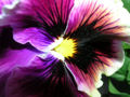 Pansy(V. tricolor) - Beautiful purple pansy