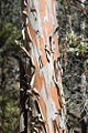 Rocky Mountain Juniper (J. scopulorum)