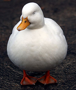 White duck.jpg
