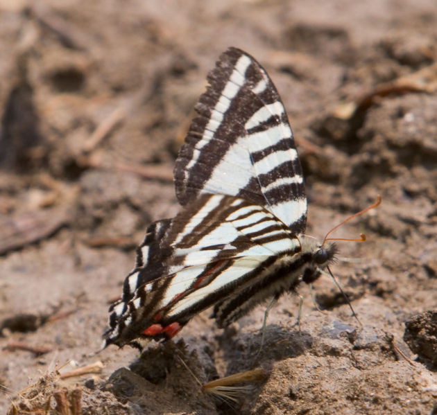 File:Zebra swallowtail.jpg