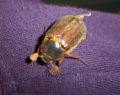 Beetle Order: Coleoptera
