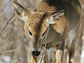 A deer, also eats leaves of lepedeza