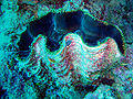 Giant clam (Tridacna gigas) Order: Veneroida