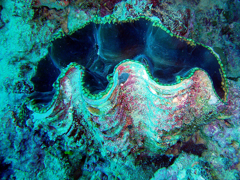 File:Giant clam (オオシャコガイ) -0515.jpg