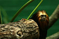 Common-name (Leontopithecus Rosalia) Subtaxa:Chordata