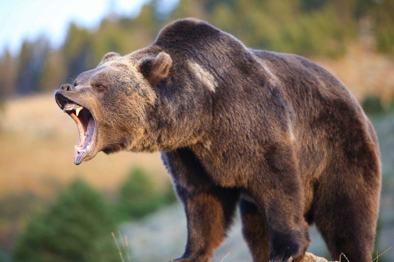 File:Grizzly bear.jpg