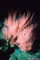 Red gorgonian (Lophogorgia chilensis) Family: Gorgoniidae