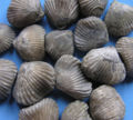 Brachiopod from the Upper Fullers Earth Clays, West Bay, Dorset UK