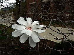 Star magnolia branches.jpg